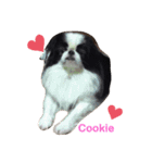 Japanese Chin Cookie 1（個別スタンプ：2）