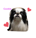 Japanese Chin Cookie 1（個別スタンプ：3）