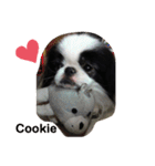 Japanese Chin Cookie 1（個別スタンプ：4）