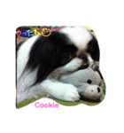 Japanese Chin Cookie 1（個別スタンプ：5）