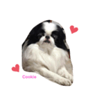 Japanese Chin Cookie 1（個別スタンプ：6）