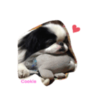 Japanese Chin Cookie 1（個別スタンプ：8）