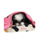 Japanese Chin Cookie 1（個別スタンプ：9）