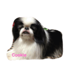 Japanese Chin Cookie 1（個別スタンプ：10）