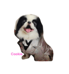 Japanese Chin Cookie 1（個別スタンプ：11）