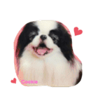 Japanese Chin Cookie 1（個別スタンプ：12）