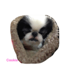 Japanese Chin Cookie 1（個別スタンプ：13）