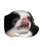 Japanese Chin Cookie 1（個別スタンプ：14）