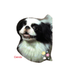 Japanese Chin Cookie 1（個別スタンプ：15）