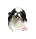 Japanese Chin Cookie 1（個別スタンプ：16）