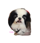 Japanese Chin Cookie 1（個別スタンプ：17）