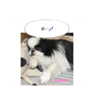 Japanese Chin Cookie 1（個別スタンプ：18）