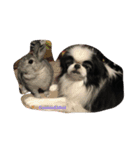 Japanese Chin Cookie 1（個別スタンプ：19）