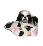 Japanese Chin Cookie 1（個別スタンプ：20）