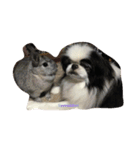 Japanese Chin Cookie 1（個別スタンプ：21）