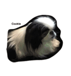 Japanese Chin Cookie 1（個別スタンプ：22）