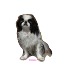 Japanese Chin Cookie 1（個別スタンプ：23）
