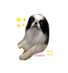 Japanese Chin Cookie 1（個別スタンプ：24）