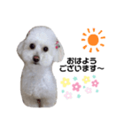 わんこのぽむちゃん（個別スタンプ：1）