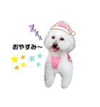 わんこのぽむちゃん（個別スタンプ：2）