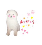 わんこのぽむちゃん（個別スタンプ：3）