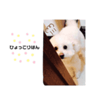 わんこのぽむちゃん（個別スタンプ：8）