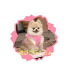 ポメ＆シバ犬（個別スタンプ：1）