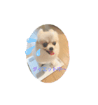 ポメ＆シバ犬（個別スタンプ：2）