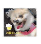 ポメ＆シバ犬（個別スタンプ：5）