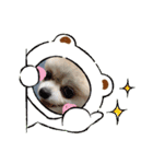 ポメ＆シバ犬（個別スタンプ：7）