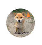 ポメ＆シバ犬（個別スタンプ：9）