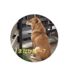 ポメ＆シバ犬（個別スタンプ：10）