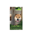 ポメ＆シバ犬（個別スタンプ：11）