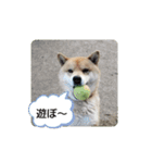ポメ＆シバ犬（個別スタンプ：13）