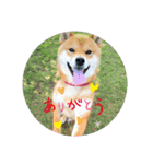ポメ＆シバ犬（個別スタンプ：14）