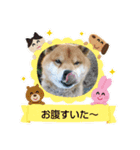 ポメ＆シバ犬（個別スタンプ：15）