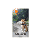 ポメ＆シバ犬（個別スタンプ：16）