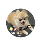 ポメ＆プードル（個別スタンプ：5）