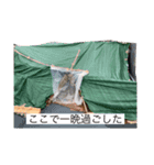 日本の男（個別スタンプ：11）