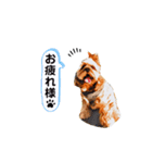 アメコカ・ジェイムス②（個別スタンプ：16）