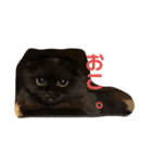 わたちはティッシュ（個別スタンプ：5）