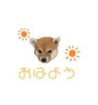 こまちゃん（小町）の日常（個別スタンプ：1）
