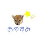 こまちゃん（小町）の日常（個別スタンプ：3）