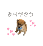 こまちゃん（小町）の日常（個別スタンプ：6）