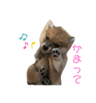 こまちゃん（小町）の日常（個別スタンプ：9）
