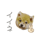こまちゃん（小町）の日常（個別スタンプ：11）