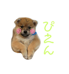 こまちゃん（小町）の日常（個別スタンプ：14）