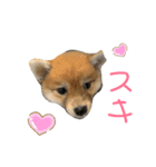 こまちゃん（小町）の日常（個別スタンプ：15）