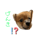 こまちゃん（小町）の日常（個別スタンプ：16）