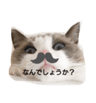 ラグドールスタンプ1（個別スタンプ：4）